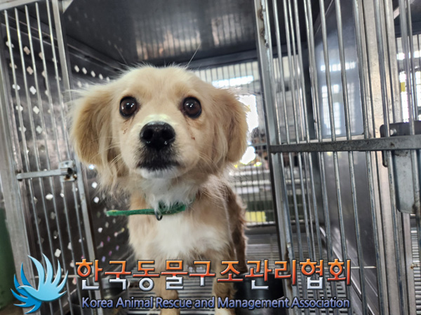 한국동물구조관리협회_441560202500058